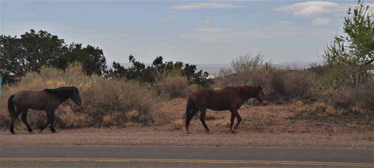 wild horses